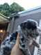 English Bulldog Puppies for sale in Pembroke Pines, FL, USA. price: NA