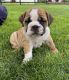 English Bulldog Puppies for sale in 1562 S Dixie Hwy, Coral Gables, FL 33146, USA. price: $750