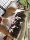 English Bulldog Puppies for sale in Decatur, TX 76234, USA. price: $700