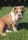 English Bulldog Puppies for sale in Springdale, AR, USA. price: $4,000