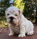 English Bulldog Puppies for sale in Richmond, VA, USA. price: $1,000