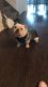 English Bulldog Puppies for sale in Colorado Springs, CO, USA. price: $1,500