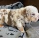 English Bulldog Puppies for sale in Florida Panhandle, FL, USA. price: $1,150