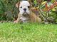 English Bulldog Puppies for sale in 3618 Tamfield Dr, Houston, TX 77066, USA. price: NA
