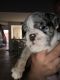 English Bulldog Puppies for sale in Pembroke Pines, FL, USA. price: NA