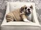 English Bulldog Puppies for sale in Highland, IL 62249, USA. price: $4,000