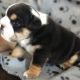 English Bulldog Puppies for sale in Florida City, FL, USA. price: NA