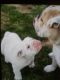 English Bulldog Puppies for sale in Covina, CA 91722, USA. price: NA