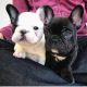 English Bulldog Puppies for sale in Texarkana, TX, USA. price: NA