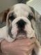 English Bulldog Puppies for sale in Highland, IL 62249, USA. price: NA