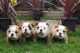English Bulldog Puppies for sale in Seattle, WA, USA. price: $400