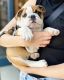 English Bulldog Puppies for sale in Chicago Ridge, IL, USA. price: $700