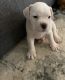 English Bulldog Puppies for sale in La Quinta, CA, USA. price: NA