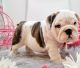 English Bulldog Puppies for sale in Tampa, FL 33601, USA. price: $400