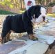 English Bulldog Puppies for sale in Louisa, VA 23093, USA. price: $500