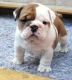 English Bulldog Puppies for sale in 3303 Rice St, Lihue, HI 96766, USA. price: $1,600