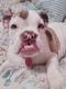 English Bulldog Puppies for sale in Cedarville, MI 49719, USA. price: NA