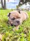 English Bulldog Puppies for sale in Clermont, FL, USA. price: NA
