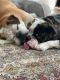 English Bulldog Puppies for sale in St Cloud, MN, USA. price: $300