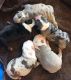 English Bulldog Puppies for sale in 209 Smith Ln, St George, SC 29477, USA. price: NA