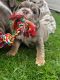 English Bulldog Puppies for sale in Albuquerque, NM, USA. price: $950