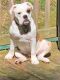 English Bulldog Puppies for sale in Murphy, NC 28906, USA. price: NA