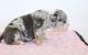 English Bulldog Puppies for sale in Texarkana, TX, USA. price: NA