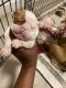 English Bulldog Puppies for sale in Centralia, WA, USA. price: $2,800