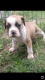 English Bulldog Puppies for sale in Robesonia, PA 19551, USA. price: NA