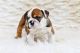 English Bulldog Puppies for sale in Tampa, FL, USA. price: $400