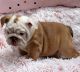 English Bulldog Puppies for sale in 33010 Dever Conner Rd NE, Albany, OR 97321, USA. price: $500