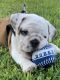 English Bulldog Puppies for sale in Rialto, CA 92376, USA. price: NA