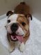 English Bulldog Puppies for sale in Charlotte, NC 28214, USA. price: $950