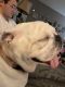 English Bulldog Puppies for sale in Sevierville, TN, USA. price: NA