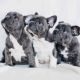 English Bulldog Puppies for sale in Santa Barbara, CA, USA. price: NA