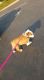English Bulldog Puppies for sale in Vista, CA, USA. price: NA