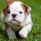 English Bulldog Puppies for sale in West New York, NJ 07093, USA. price: NA