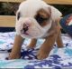 English Bulldog Puppies for sale in Massachusetts Ave, Arlington, MA, USA. price: $1,700