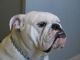 English Bulldog Puppies for sale in North Bergen, NJ, USA. price: $2,500