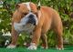 English Bulldog Puppies for sale in Alabama Ave, Brooklyn, NY 11207, USA. price: $2,000