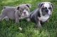English Bulldog Puppies for sale in Morris Park, The Bronx, NY, USA. price: NA