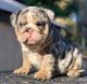 English Bulldog Puppies for sale in Manhattan, New York, NY, USA. price: $500