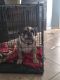 English Bulldog Puppies for sale in Fresno, TX 77545, USA. price: NA