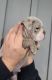 English Bulldog Puppies for sale in Canton, OH, USA. price: $5,000