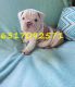 English Bulldog Puppies for sale in Denver, CO, USA. price: $600