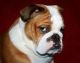 English Bulldog Puppies for sale in New Jersey Turnpike, Kearny, NJ, USA. price: $800