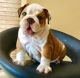 English Bulldog Puppies for sale in New Rochelle, NY, USA. price: $300