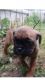 English Bulldog Puppies for sale in Robesonia, PA 19551, USA. price: NA