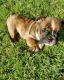 English Bulldog Puppies for sale in Fort Worth, TX 76120, USA. price: $2,000
