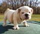 English Bulldog Puppies for sale in Ohio City, Cleveland, OH, USA. price: $500